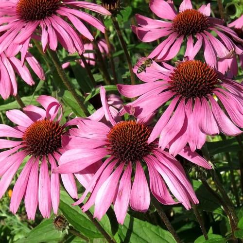 pink flowers with dark-orange center, lime-green leaves and green-brown stems
