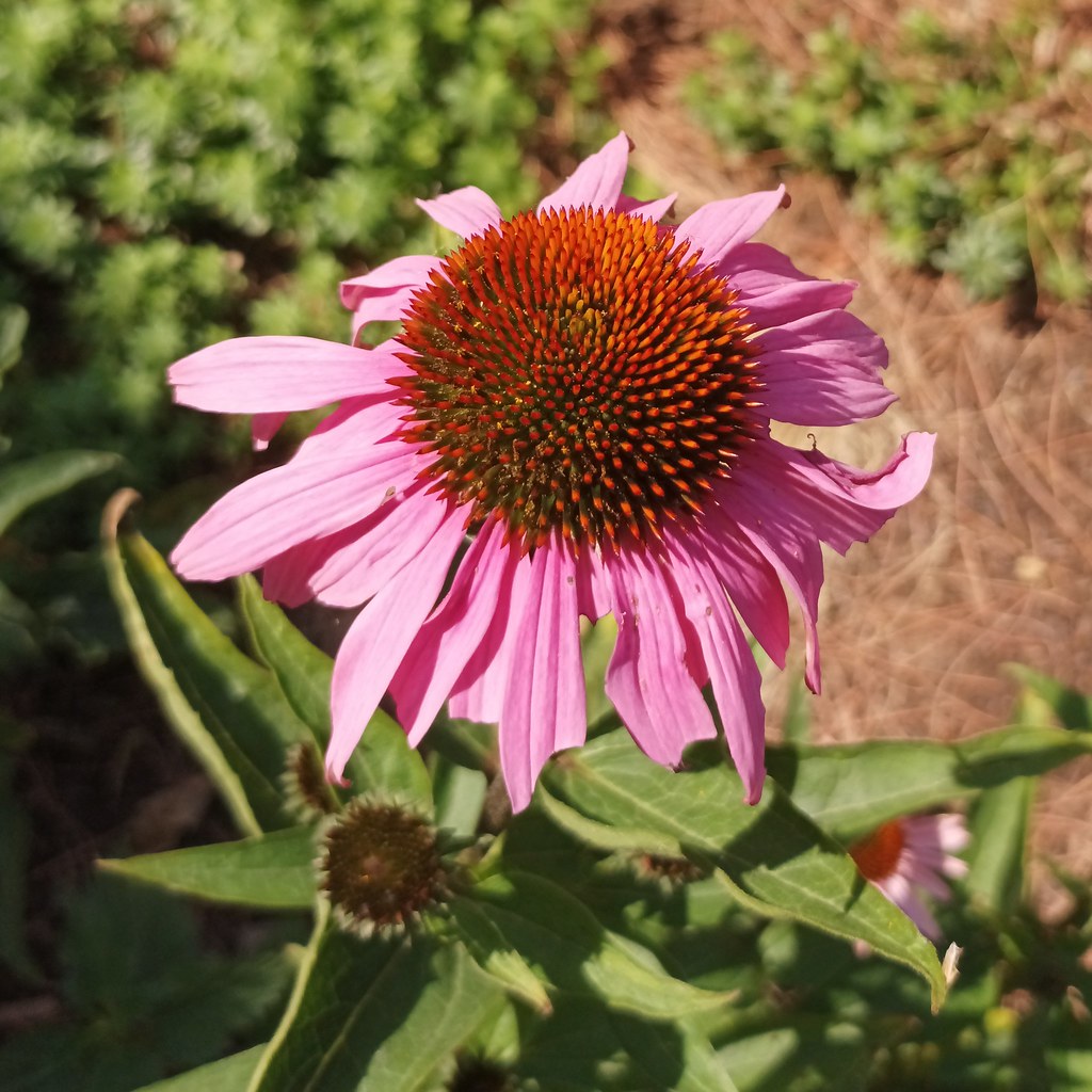 a pink flower with orange-red center, a brown bud; and green leaves with light-green veins and midribs