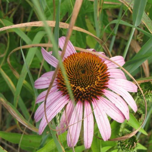 a light-pink flower with a brown-yellow center and green leaves on green stems