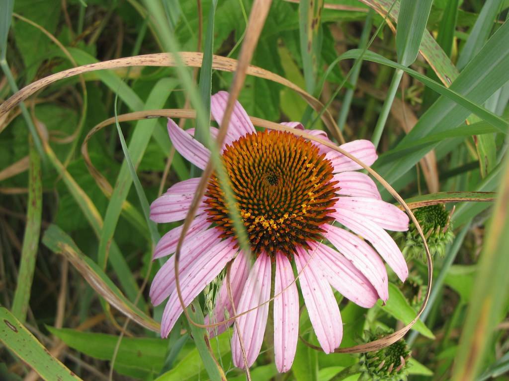 a light-pink flower with a brown-yellow center and green leaves on green stems