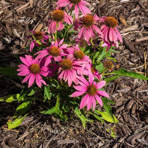pink flowers with brown-yellow center and green leaves with yellow-green midribs on lime-green stems