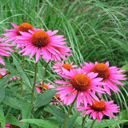 purple-pink flowers with brown-orange center and green leaves on lime-green stems