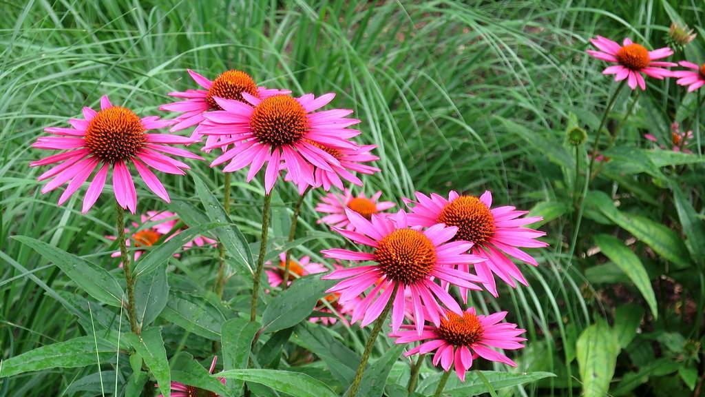 purple-pink flowers with brown-orange center and green leaves on lime-green stems