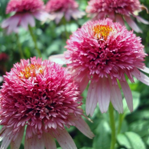Pink-white flower with orange-red center, green stems and lime-green leaves.
