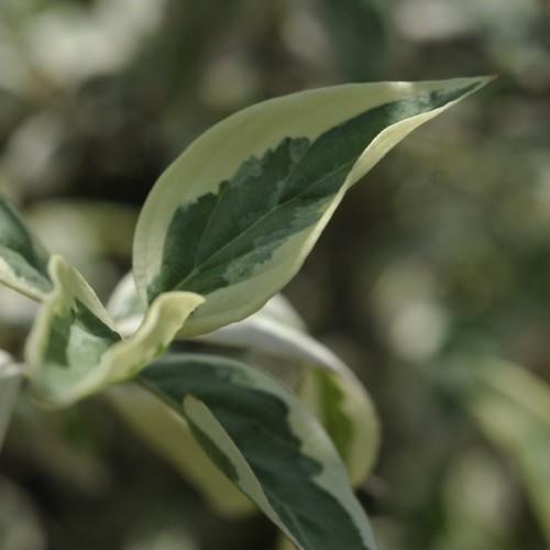 beautiful light green-off-white leaves.