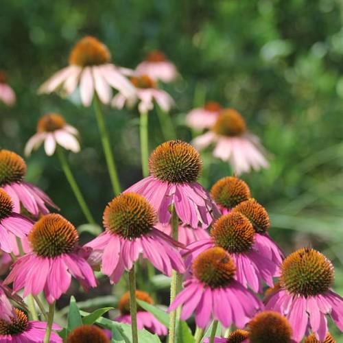 pink-white flowers with orange-green center, lime leaves and lime stems