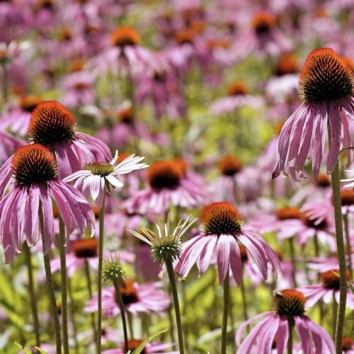 pink-white flowers with orange center, green-white buds, lime leaves and green-brown stems