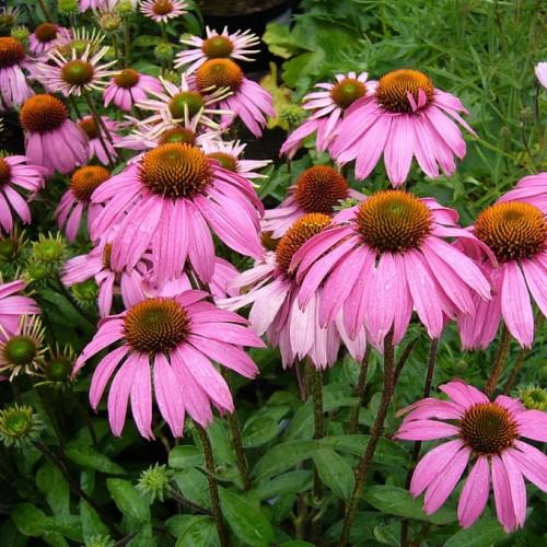 pink flowers with orange-green center, green buds, green leaves and burgundy stems