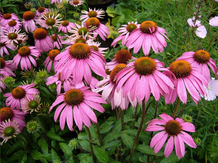 pink flowers with orange-green center, green buds, lime leaves, and lime-burgundy stems