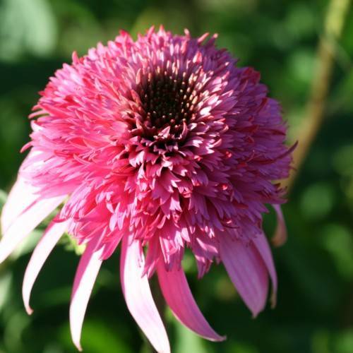 a pink flower with a brown center