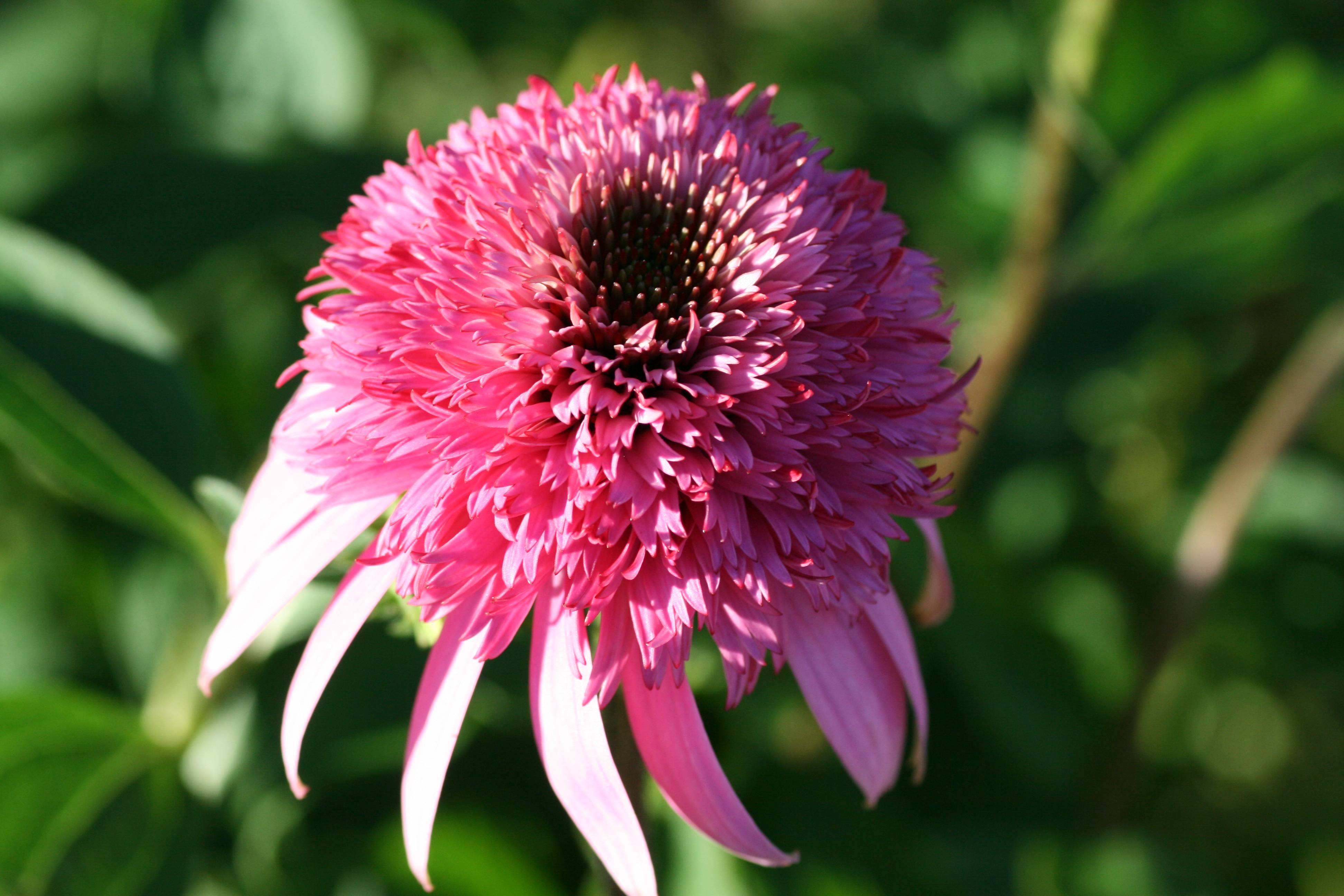 a pink flower with a brown center