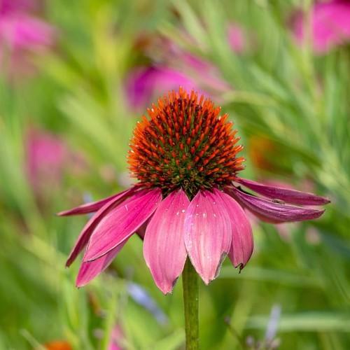 pink flowers with orange-green center, lime leaves and stems