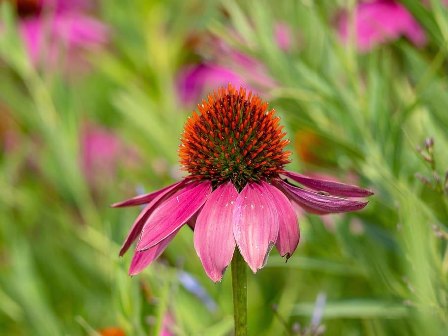 pink flowers with orange-green center, lime leaves and stems