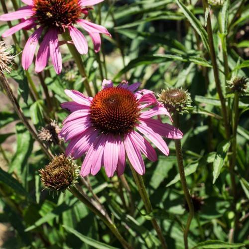 light-pink flowers with orange-brown center, green-brown buds, green leaves on brown-green stems