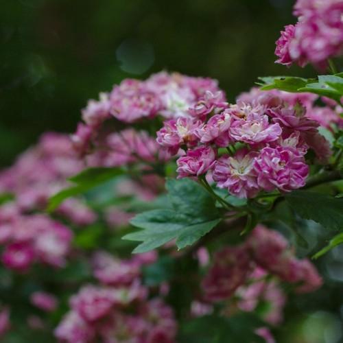 Green-brown stems, giving growth to pink-white flowers, complemented by dark green leaves.