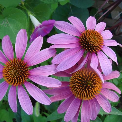 pink-purple flowers with orange-brown center, green leaves and lime stems