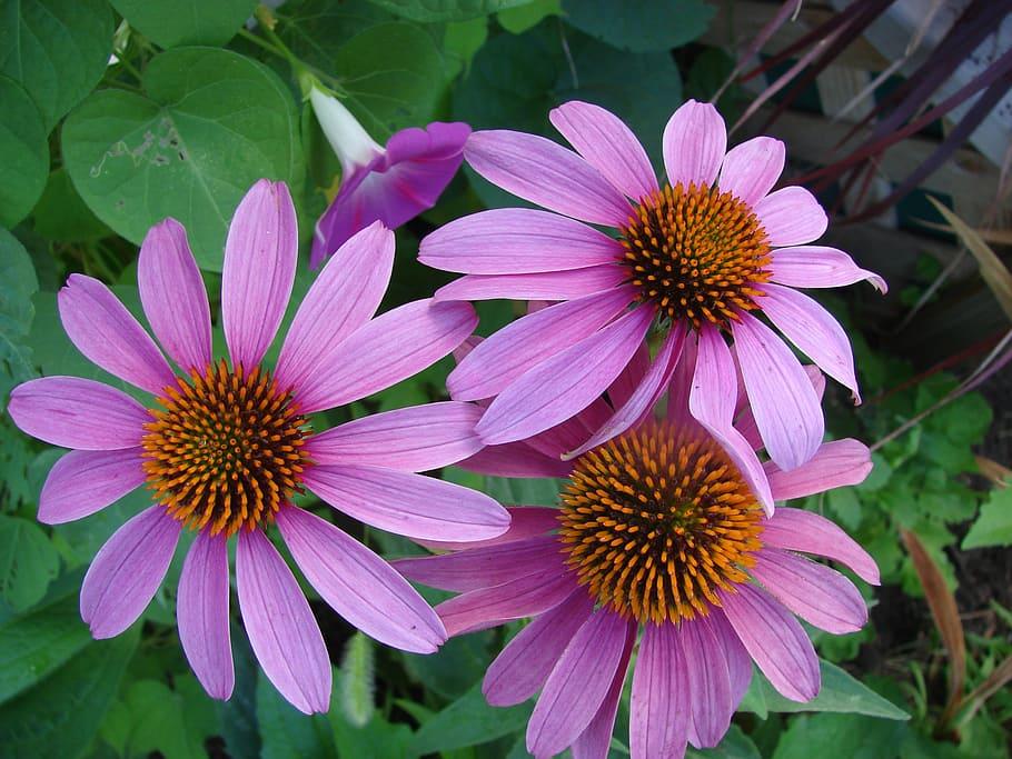 pink-purple flowers with orange-brown center, green leaves and lime stems