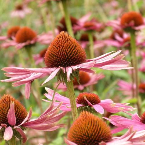 pale-pink flowers with orange-brown center and green sepals on lime-green stems