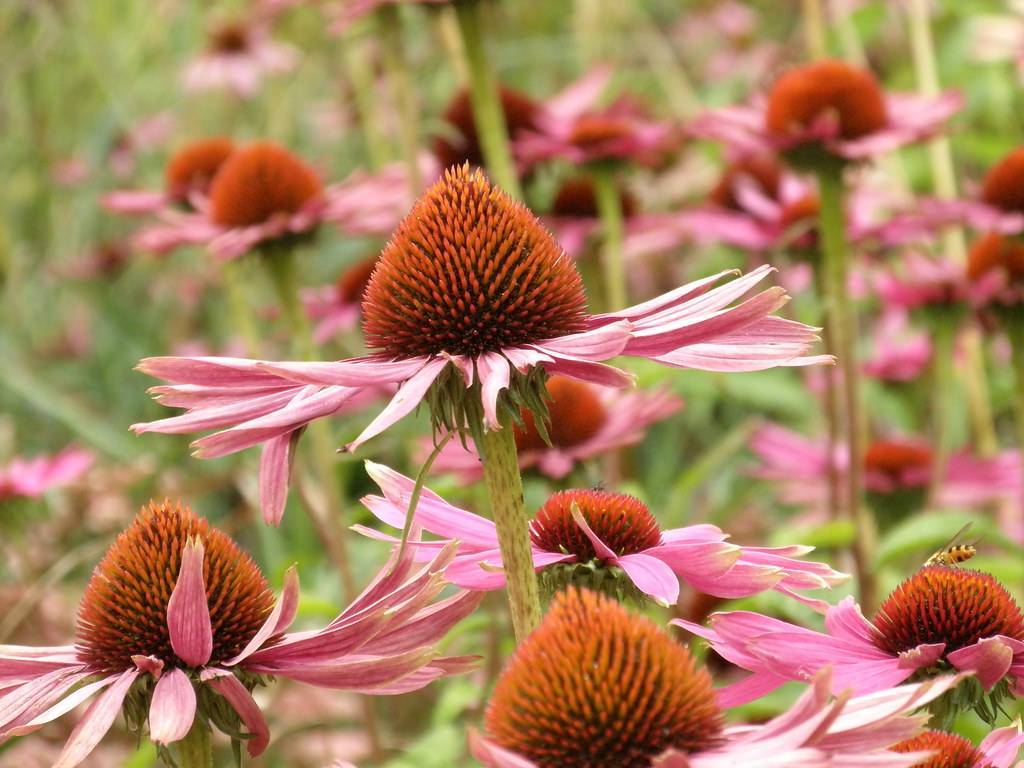 pale-pink flowers with orange-brown center and green sepals on lime-green stems