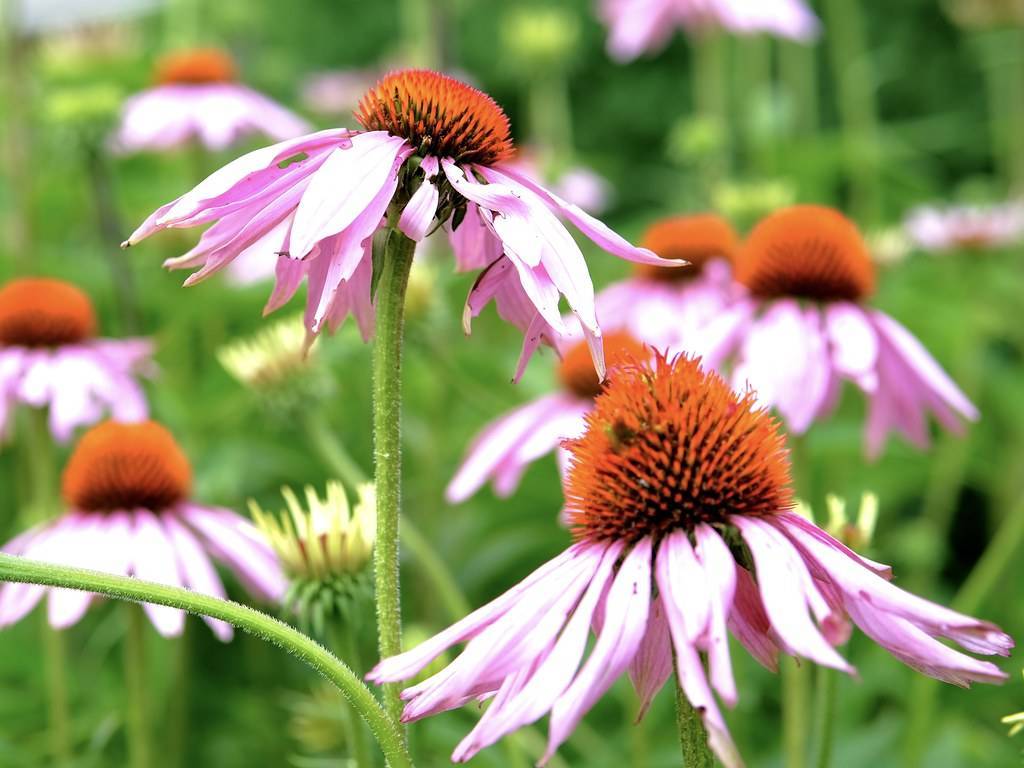 light-pink flowers with orange-brown center and green sepals on lime-green stems