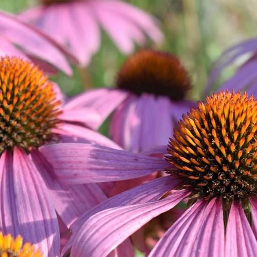 pink flowers with orange-brown center and lime leaves