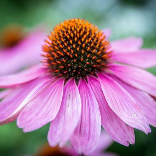 pink flowers with orange-black center and green leaves