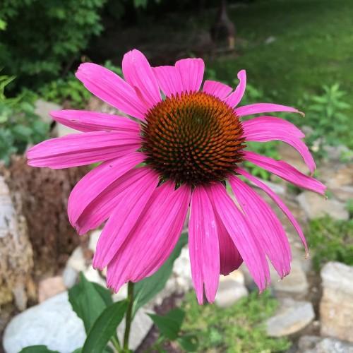pink flowers with orange-brown center, green stem and leaves