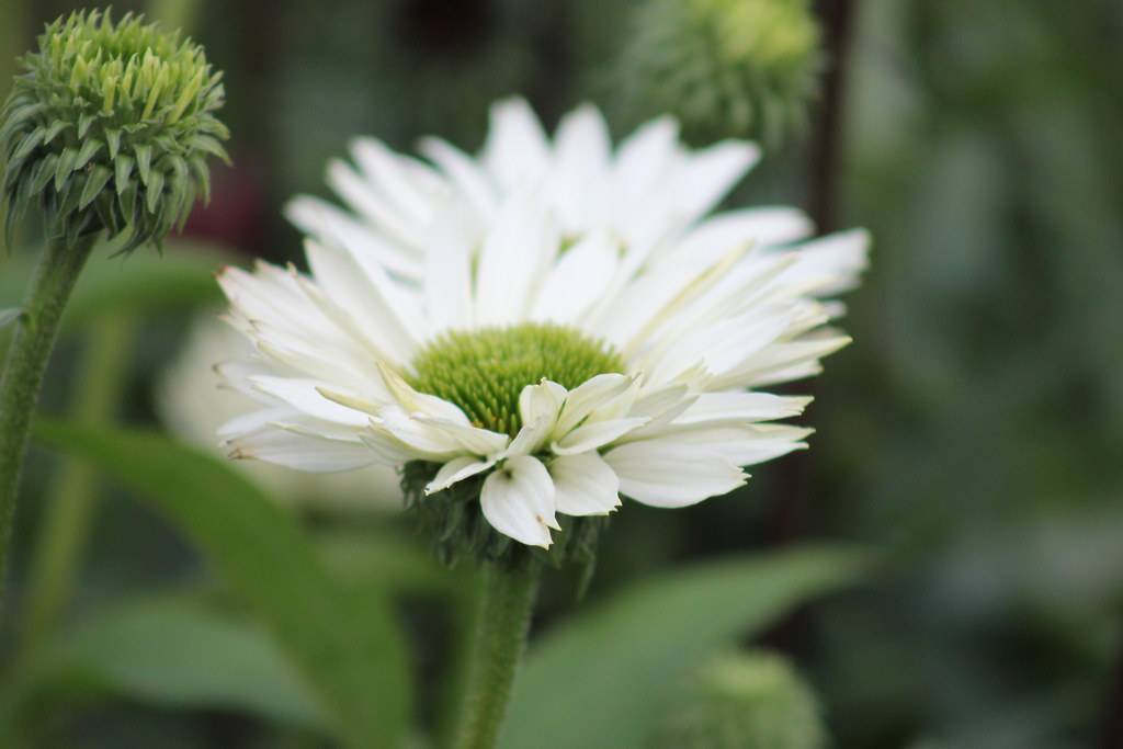 a white flower with a green center and green sepals on a green stem