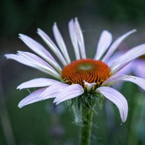 a white flower with orange-green center, green sepals on a green stem