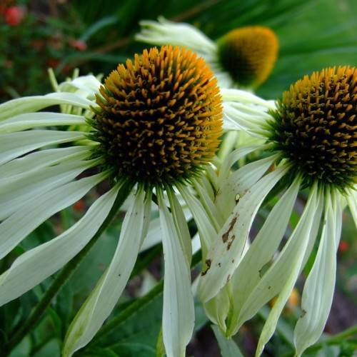 pale-white flowers with orange-green center, green leaves on green stems