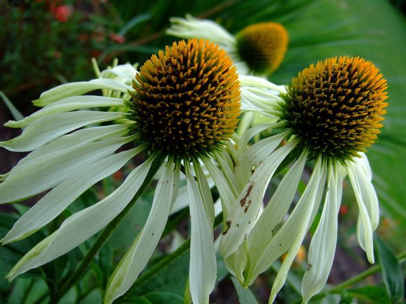 pale-white flowers with orange-green center, green leaves on green stems