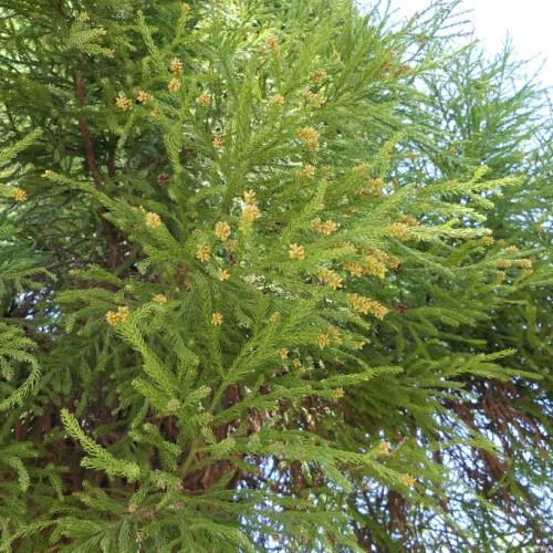 Long brown branches, with hanging green leaves and yellow small cones.