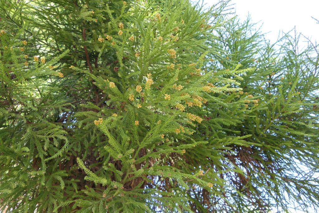 Long brown branches, with hanging green leaves and yellow small cones.