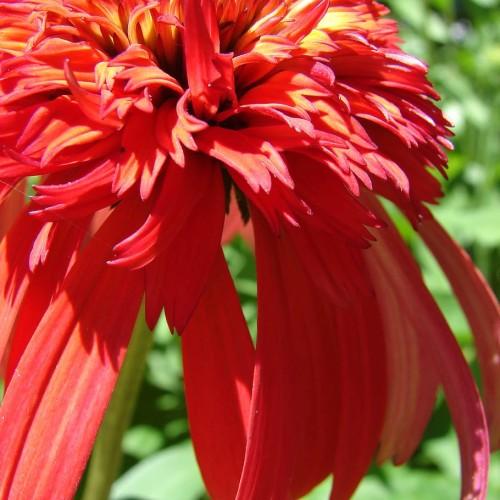 red-orange flowers with green leaves and stems