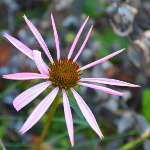 light-pink flowers with orange-green center, green leaves and green-orange stems