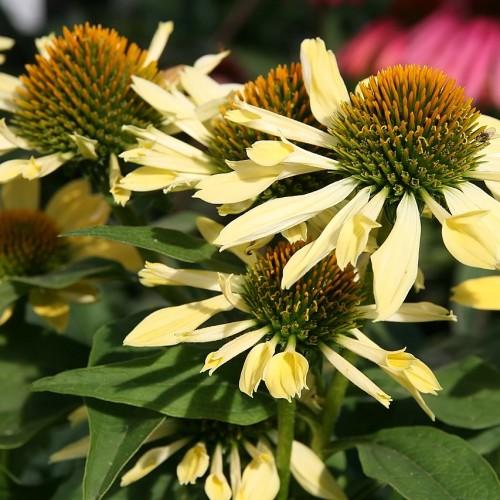 light-yellow flowers with green-orange center, green leaves and stems 