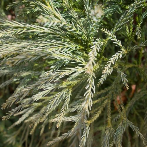 Beautiful dark green leaves on green stems.
