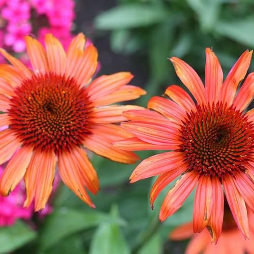 orange flowers with dark-orange center, green leaves and stems