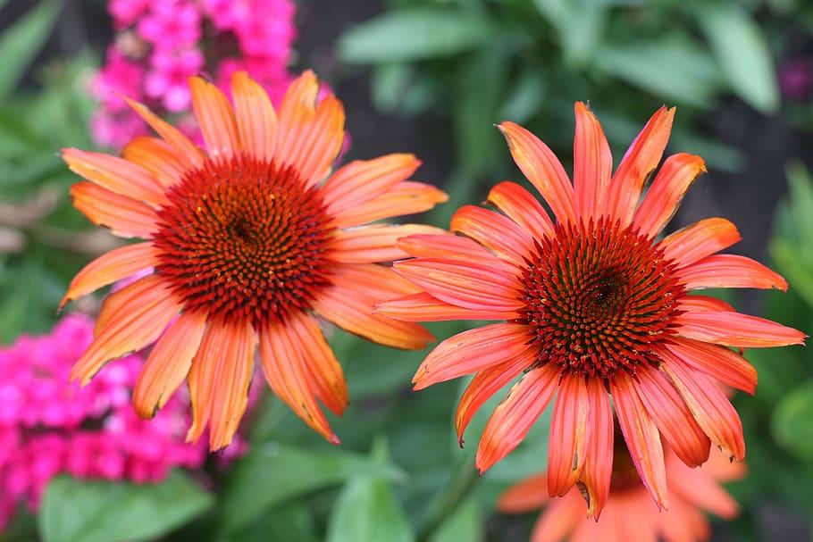 orange flowers with dark-orange center, green leaves and stems