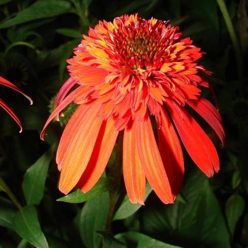 a yellow-orange flower with a red-orange center and green leaves with light-green veins and midribs