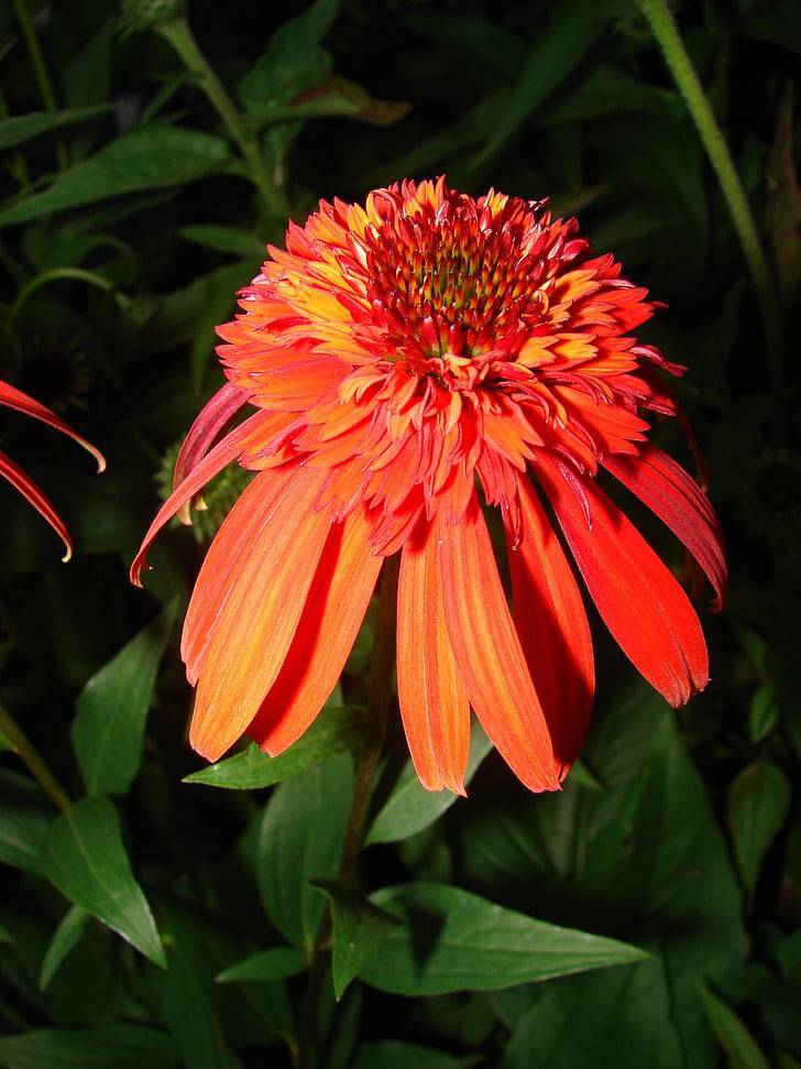 a yellow-orange flower with a red-orange center and green leaves with light-green veins and midribs