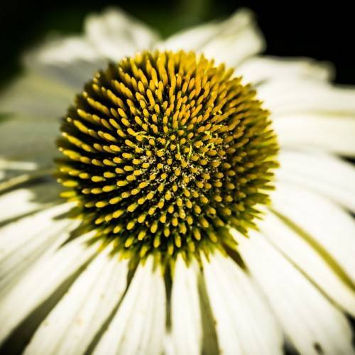 a creamy-white flower with a yellow-green center
