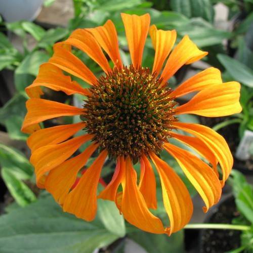 a bright-orange flower with a brown-green center and green leaves and stems