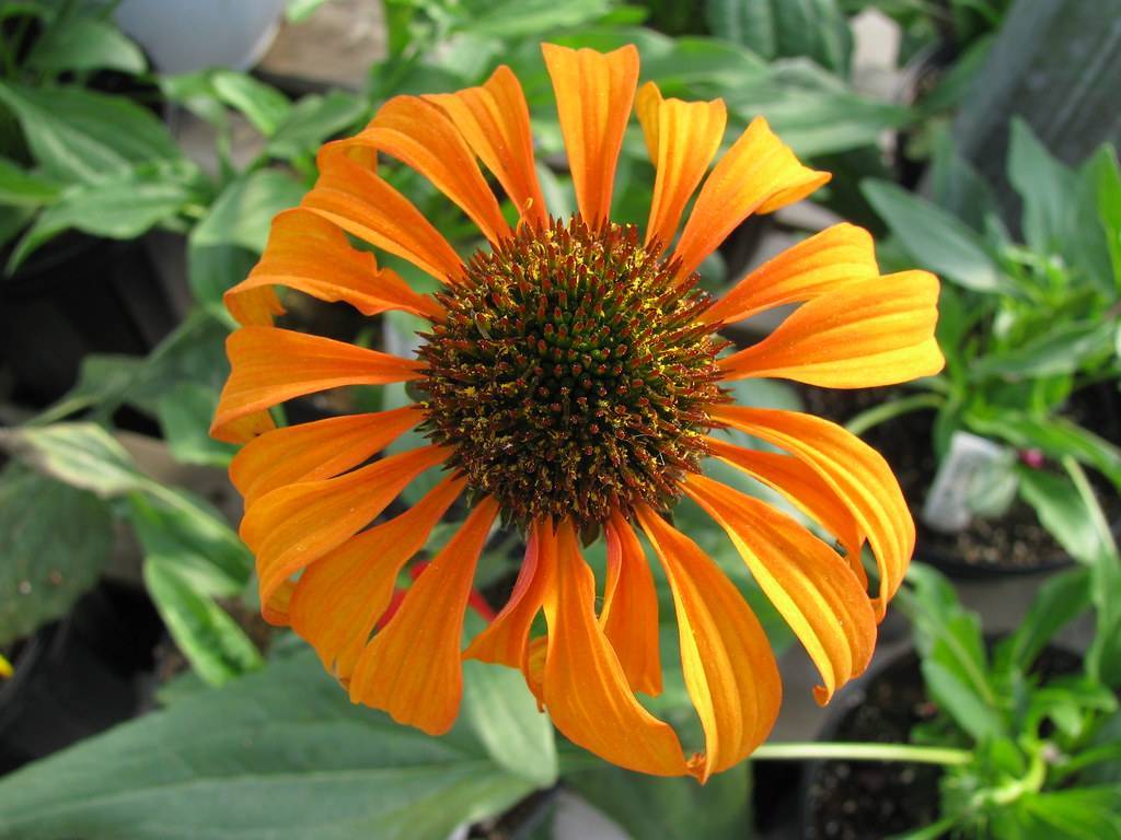 a bright-orange flower with a brown-green center and green leaves and stems