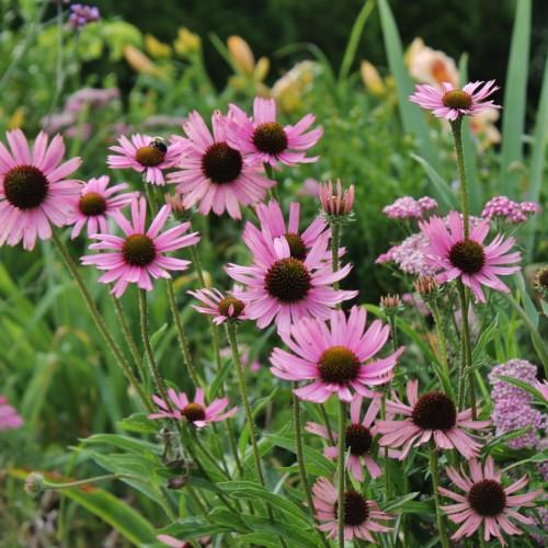 light-pink flowers with burgundy-green center, green stems and leaves