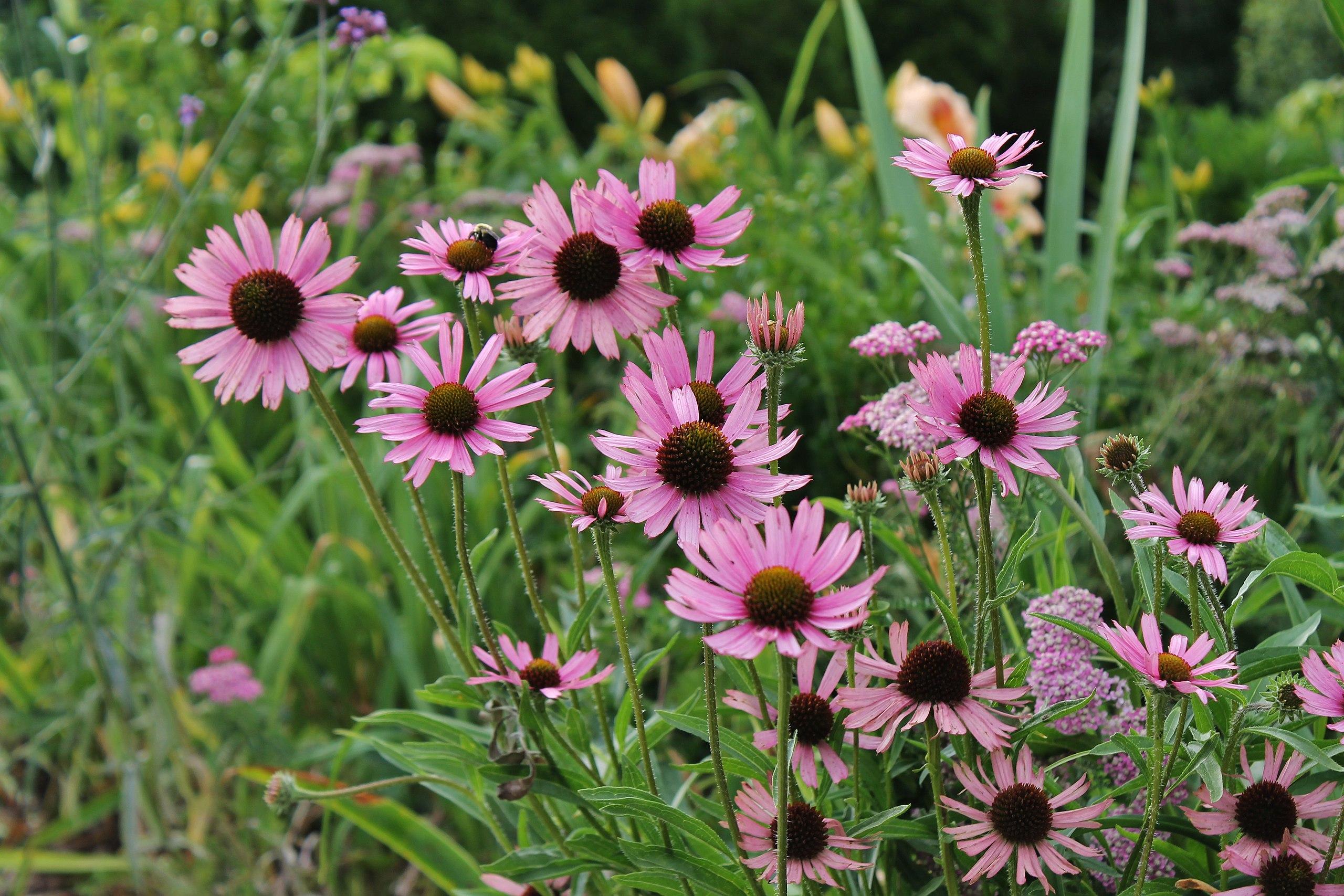 light-pink flowers with burgundy-green center, green stems and leaves