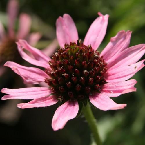 light-pink flowers with burgundy center, green stems and leaves