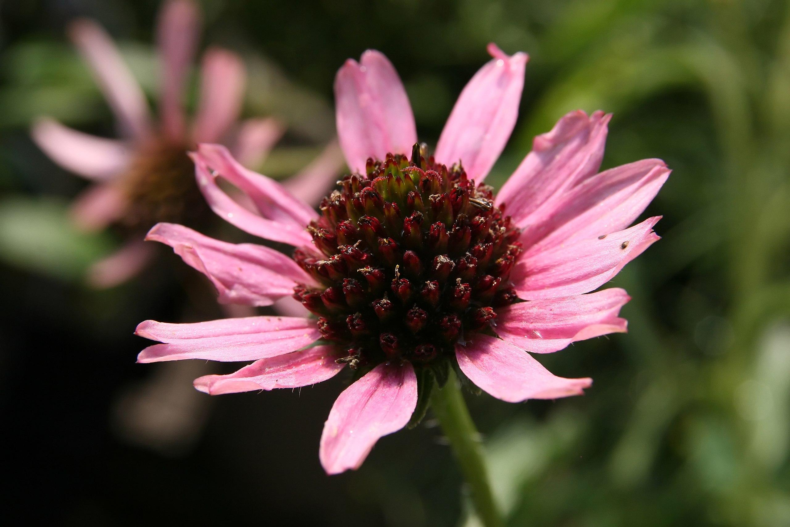 light-pink flowers with burgundy center, green stems and leaves