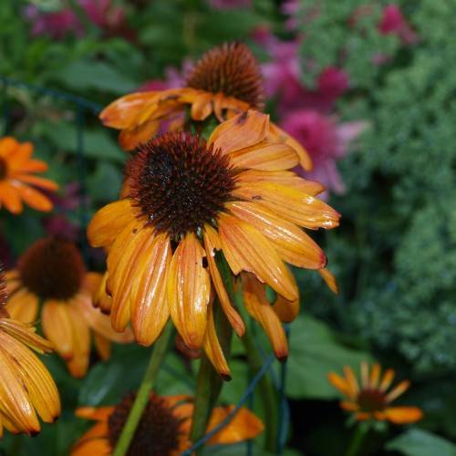 pale-orange flowers with brown-red center on lime-green stems