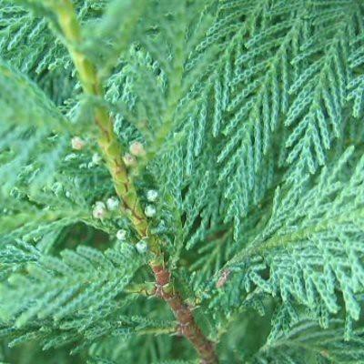 A slim brown-green stem having multiple dark green leaves.